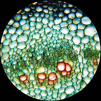 AmScope T360B-5M Digital Trinocular Compound Microscope, 40X-2000X Magnification, WF10x and WF20x Eyepieces, Brightfield, LED Illumination, Abbe Condenser, Double-Layer Mechanical Stage, Includes 5MP Camera with Reduction Lens and Software