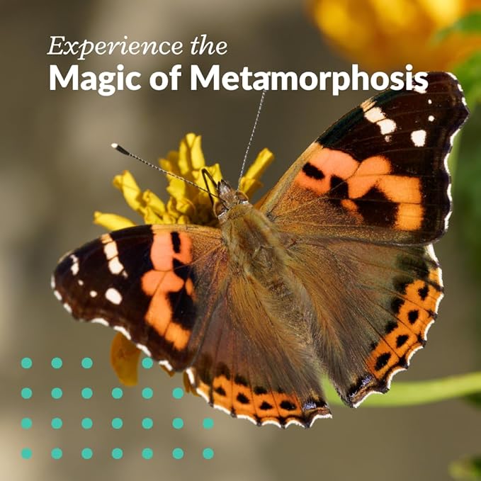 Clearwater Butterfly Live Painted Lady Butterflies - Butterfly Growing Kit with Live Caterpillars - Mesh Cage Included - Butterfly Habitat - 10 Live Caterpillars to Butterflies - Live Butterfly Kit