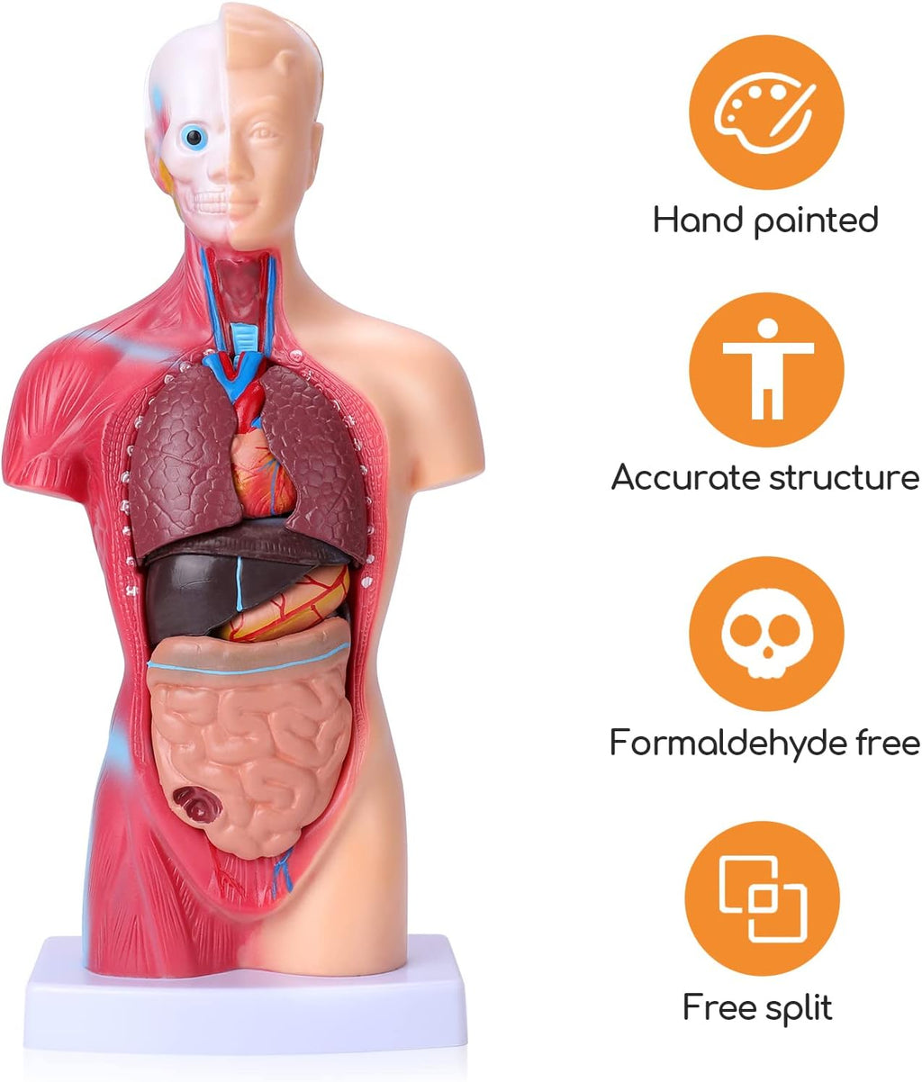 Human Body Model for Kids, 15 Pcs Removable 11 inch Human Torso Anatomy Model for for Teaching Study Class Students with Product Manual (11 inch)
