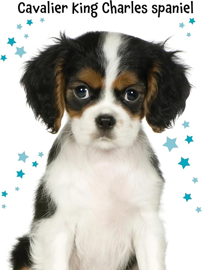 Cute Animals Poster Sticker Book - 4-Book Bundle for Kids Ages 3+, 400+ Stickers, 28 Mini Posters, 4 Giant Fold-Out Posters in 48 Full-Color Pages