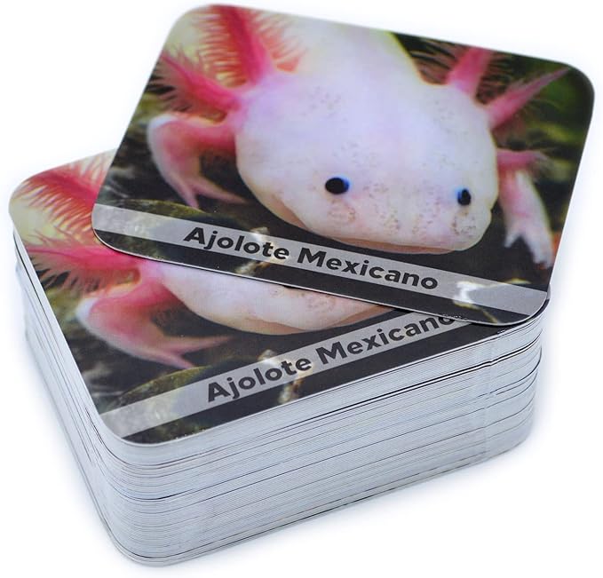 Menique Wild Animals Memory Matching Game – Spanish Edition – 80 Cards (40 Pairs) with Real Photos – Educational Game in Spanish for Kids and Adults – Includes Booklet