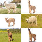 Toymany 8PCS Realistic Alpaca Figurines Llama Figures - Plastic Forest Jungle Animal Figurines, Christmas Birthday Toy Gift for Kids Boys Girls