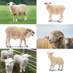 Toymany 8PCS Merino Sheep Figurines Realistic Farm Animal Sheep Toys- Plastic Sheep Figures Birthday Christmas Toy Gift for Kids Toddlers