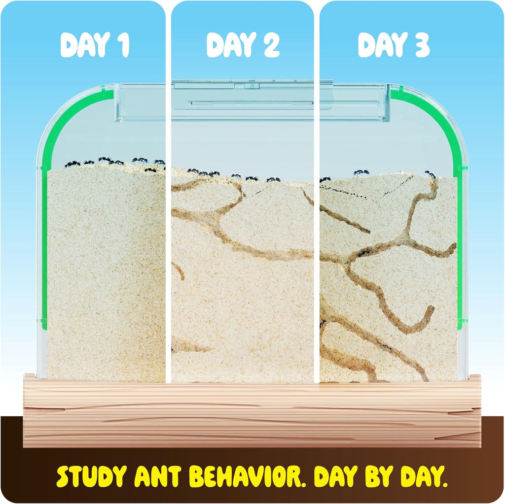 Dan&Darci Ant Farm Kit for Kids - Farms Colony - Includes Ants Voucher - Sand Habitat Kits - Bug Terrarium House - Educational Science Gifts for Kid - Nature Learning Toys for Boys, Girls & Adults