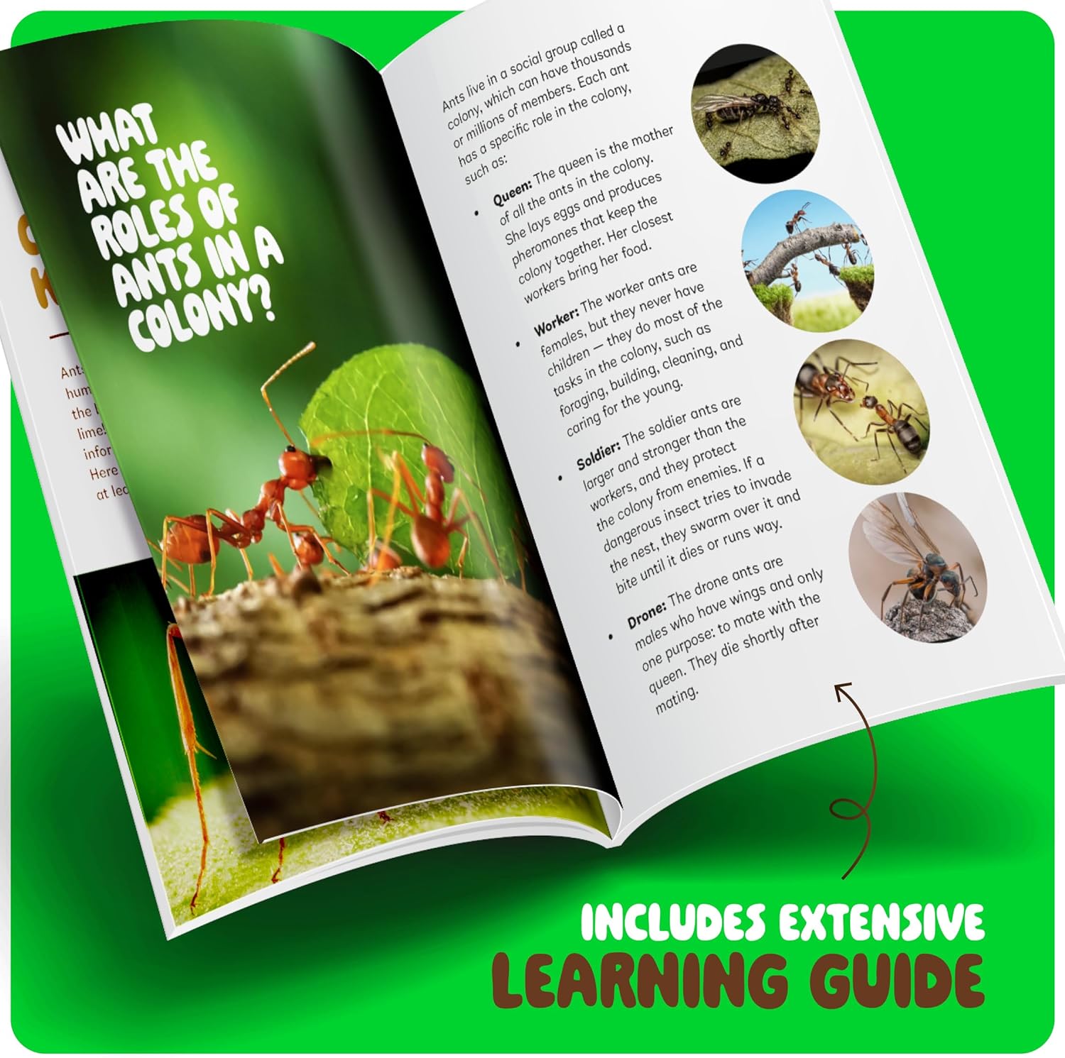 Dan&Darci Ant Farm Kit for Kids - Farms Colony - Includes Ants Voucher - Sand Habitat Kits - Bug Terrarium House - Educational Science Gifts for Kid - Nature Learning Toys for Boys, Girls & Adults