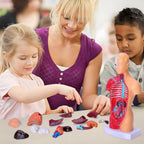 Human Body Model for Kids, 15 Pcs Removable 11 inch Human Torso Anatomy Model for for Teaching Study Class Students with Product Manual (11 inch)