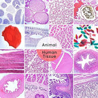 120 Microscope Slides with Specimens,Prepared Microscope Slides for Kids,Glass Slides for Microscope,Prepared Slides for Kids Microscope,Microscope Slide Preparation Kit for Biology Science Classes