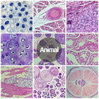 120 Microscope Slides with Specimens for Kids, Prepared Microscope Slides for Kids Microbiology, Prepared Microscope Slides for Adults