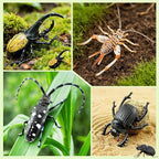 Toymany 12PCS Realistic Insects Figurines Toys - Plastic Bugs Figures Set with Cricket Bee Ant Dung Beetle, Educational Halloween Toy Cake Toppers Christmas Birthday Gift for Toddlers Kids